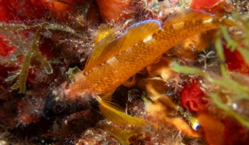 Tripterygion_delaisi