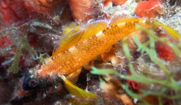 Tripterygion_delaisi