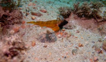 Tripterygion_delaisi