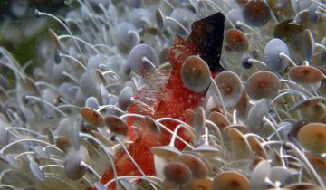 Tripterygion_melanurum