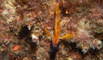 Tripterygion_melanurum