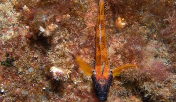 Tripterygion_melanurum