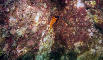 Tripterygion_tripteronotum