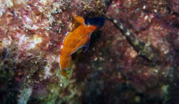 Tripterygion_tripteronotum