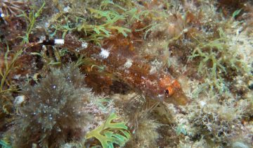 Tripterygion_tripteronotum