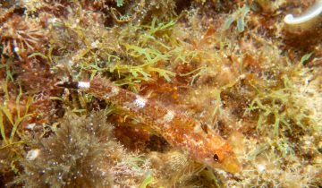 Tripterygion_tripteronotum