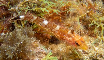 Tripterygion_tripteronotum