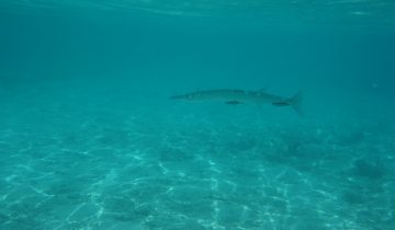 Tylosurus_crocodilus