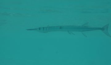 Tylosurus_crocodilus