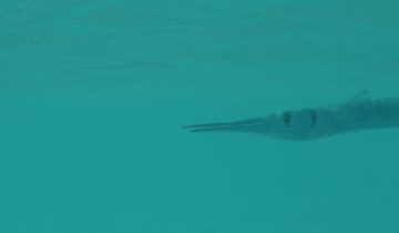 Tylosurus_crocodilus