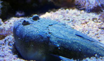 Uranoscopus_scaber