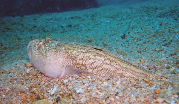Uranoscopus_scaber