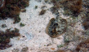 Urobatis_jamaicensis