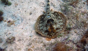 Urobatis_jamaicensis