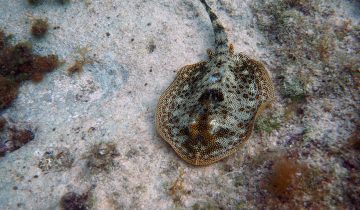 Urobatis_jamaicensis