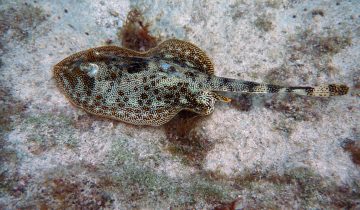 Urobatis_jamaicensis