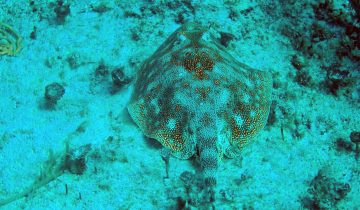 Urobatis_jamaicensis