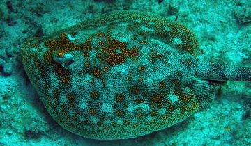 Urobatis_jamaicensis