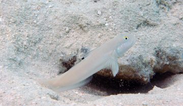 Valenciennea_sexguttata