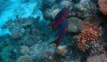 Variola_louti