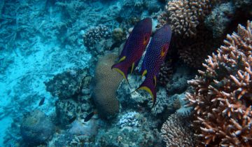 Variola_louti