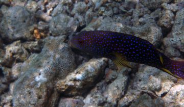 Variola_louti