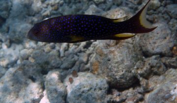 Variola_louti