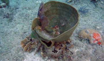 Verongula_gigantea