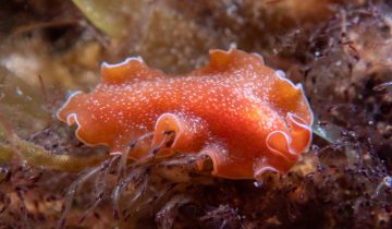 Yungia_aurantiaca