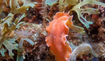 Yungia_aurantiaca