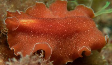 Yungia_aurantiaca