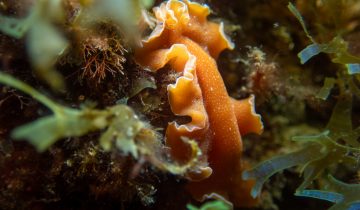 Yungia_aurantiaca
