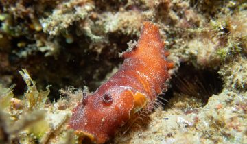 Yungia_aurantiaca