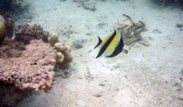 Zanclus_cornutus