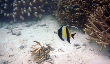 Zanclus_cornutus