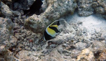 Zanclus_cornutus