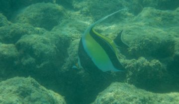 Zanclus_cornutus