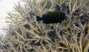 Zebrasoma_desjardinii