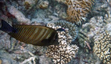 Zebrasoma_desjardinii