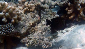 Zebrasoma_desjardinii