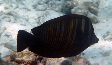 Zebrasoma_desjardinii
