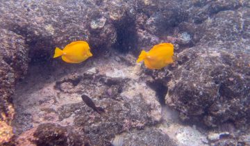 Zebrasoma_flavescens
