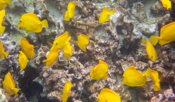 Zebrasoma_flavescens