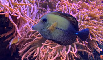 Zebrasoma_scopas