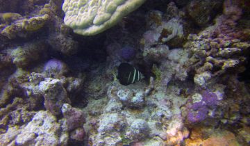 Zebrasoma_velifer