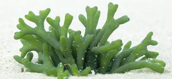Clorófitas