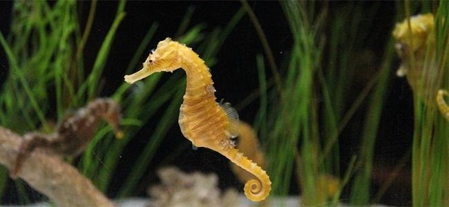 Pipefishes / Seahorses
