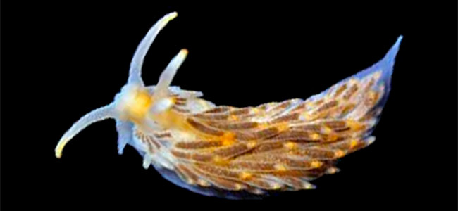 Aeolidiella alderi