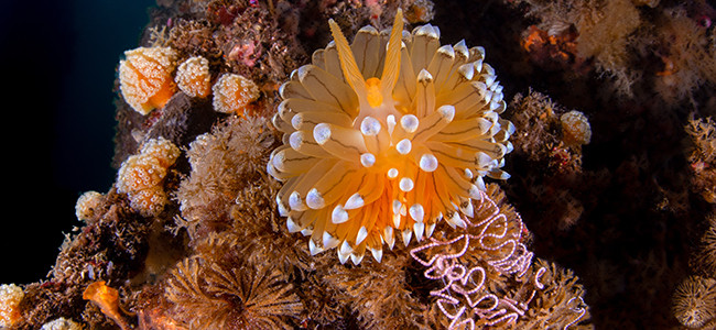 Antiopella cristata