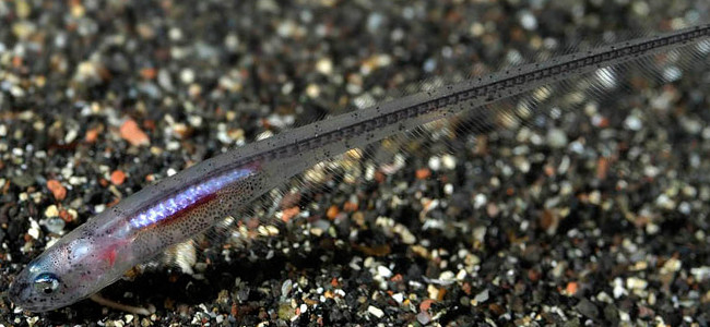Carapus acus
